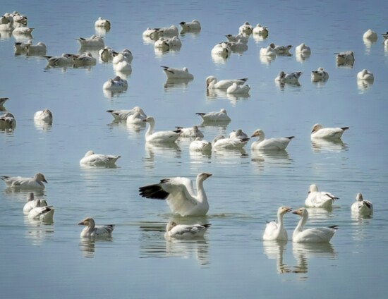 Snow geese swimming in beauty and grace