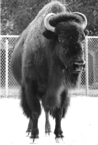 The Zoo's first animal in 1922 an American Bison named, Earl. 