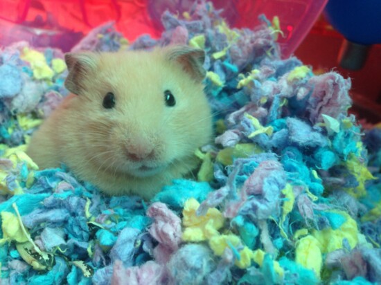Claire, the Christmas hamster