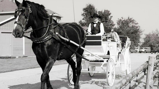 At 2,400 pounds, Trent is an impressive sight. But his calm demeanor and friendly spirit are what guests remember most.