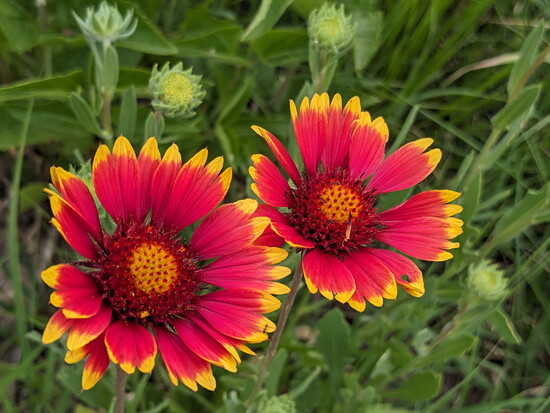 Blanket Flower