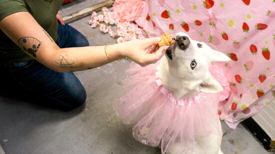 My cupcake! And the silly outfit Miss Madison made me wear.