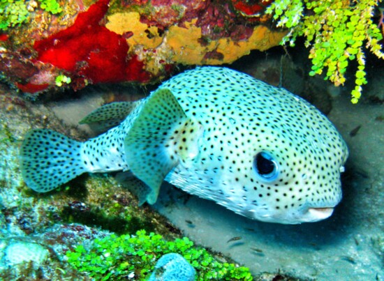 Excellent diving conditions in Cozumel make for optimal viewing of underwater creatures of all kinds.