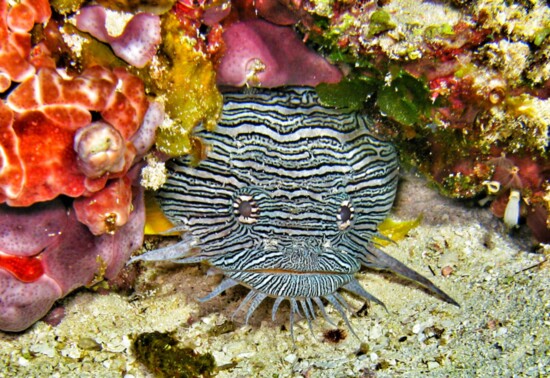 Cozumel, Gary Conner