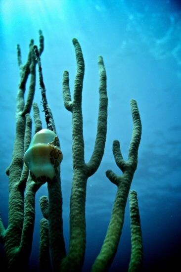 Cuba offers corals reefs and a rich variety of marine life.
