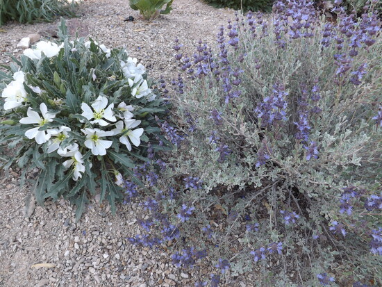 Evening Primrose and Purple Sage