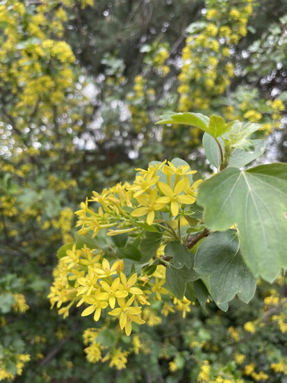 Golden Currant