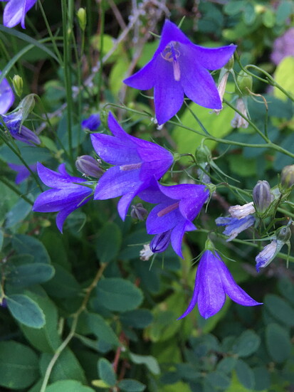 Harebell