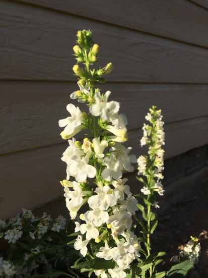 Hot Rock Penstemon