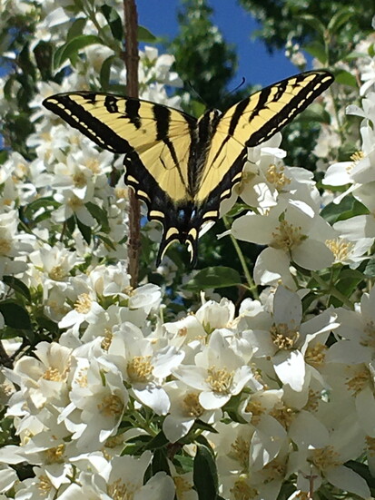Idaho's State Flower the Syringa and Western Tiger Swallowtail Butterfly