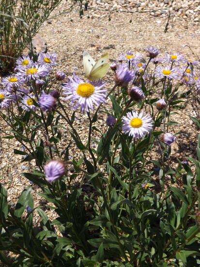 Showy Fleabane