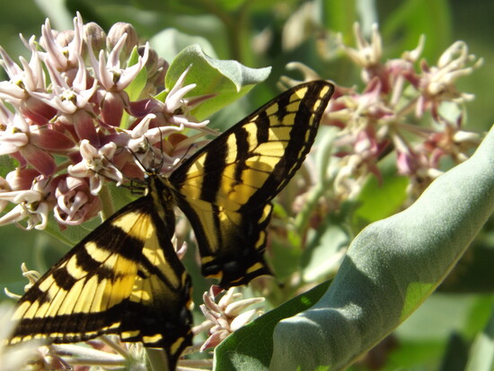 Showy Milkweed with Western Tiger Swallowtail Butterfy