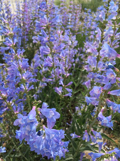 Showy Penstemon
