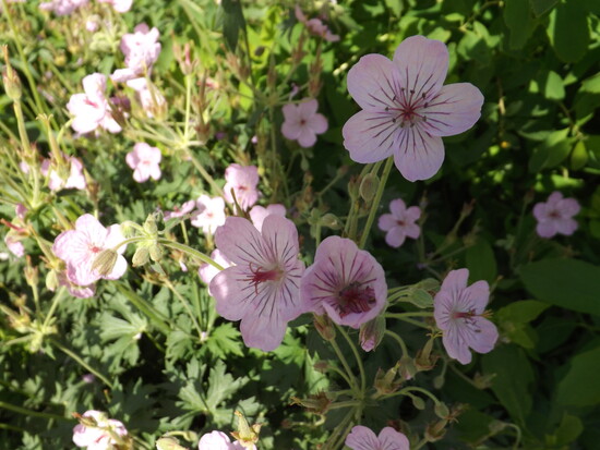 Sticky Purple Geranium
