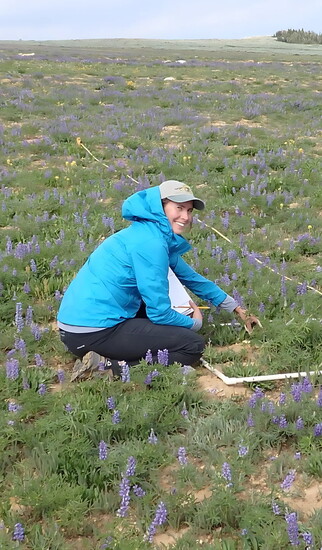 Pappani in a field of Lupine on Mount Harrison