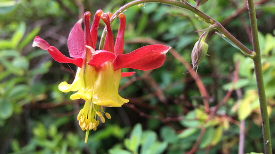 Western Columbine