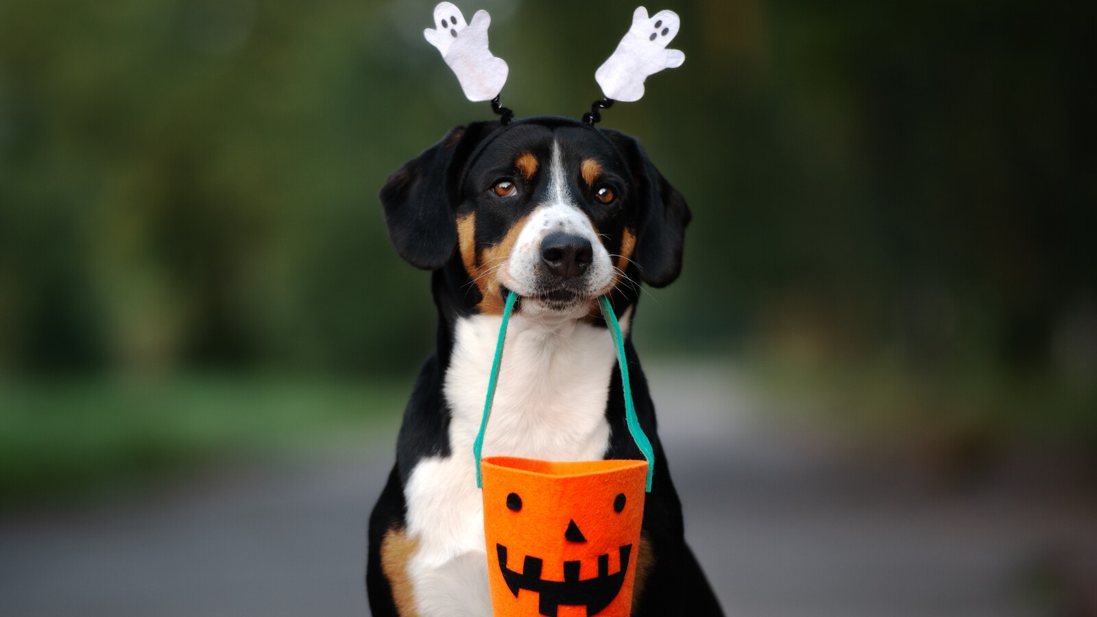 Charleston's first Halloween dog costume contest happening in