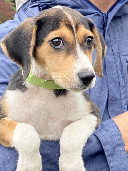 Arlo Breed: Hound Mix Age: 10 weeks Gender: Male  Arlo is a sweet little Hound mix. 