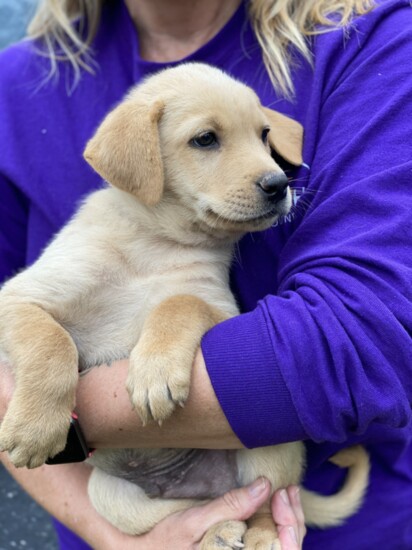 Bobby Breed: Labrador Retriever Mix Age: 7 weeks Gender: Male  One of the "Singleton 8" seeking a forever home