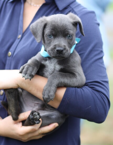 Johnny Breed: Labrador Retriever Mix Age: 7 weeks Gender: Male  Cute little Johnny is yet another unwanted puppy from Mississippi.