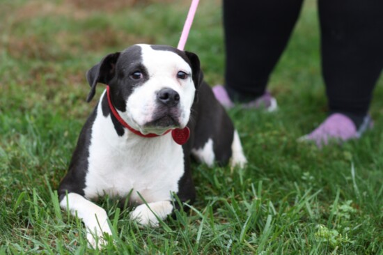 Poppi Breed: Bulldog Mix Age: 12 months Gender: Female  Poppi is a seriously cute old Bulldog mix. A sweet, shy girl who gets along with kids and other dogs.