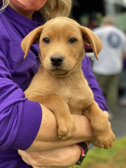 Buster Breed: Labrador Retriever Mix Age: 7 weeks Gender: Male "The Singleton 8"