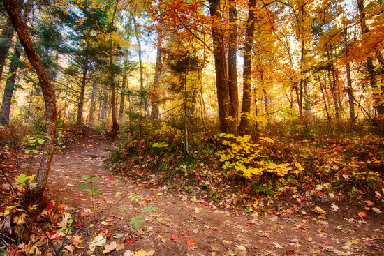 West Fork Trail