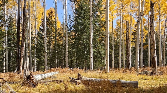 Flagstaff's fall foliage, Photo: Anissa Kennedy