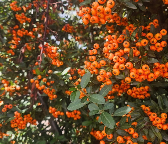 A holly bush, Photo: Anissa Kennedy