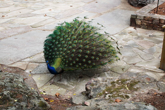 A peacock showing off at Garvan Woodland Gardens.