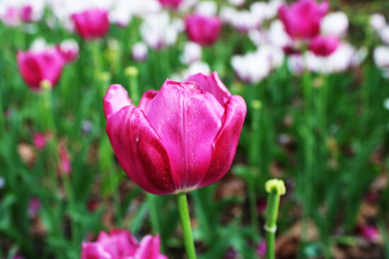 Tulip season in Hot Springs.
