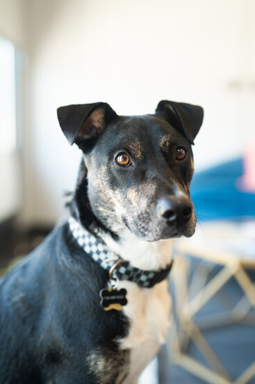  Phillip, the firm’s office dog
