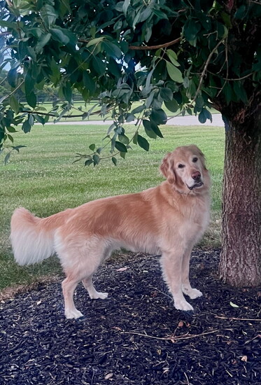 Rackley, the golden retriever