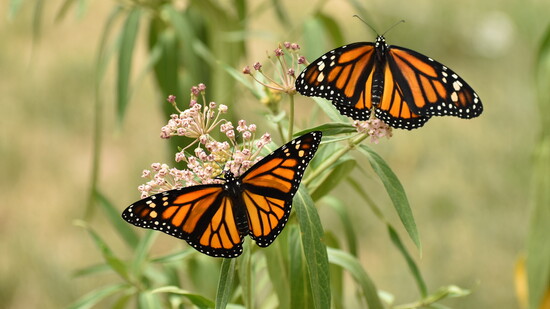 Featured image for A Fluttering Escape
