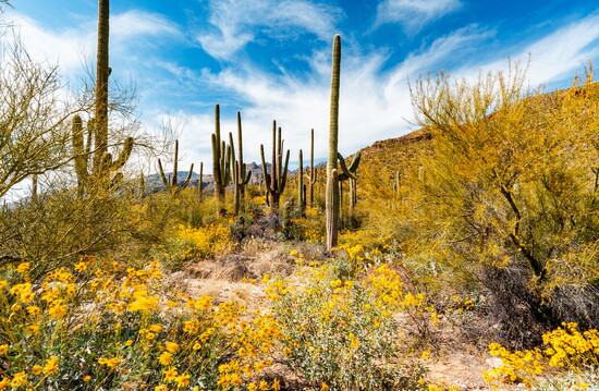 The views along the Seven Falls trail at Sabino Canyon Recreation Area in Tucson, Photo: Visit Tucson