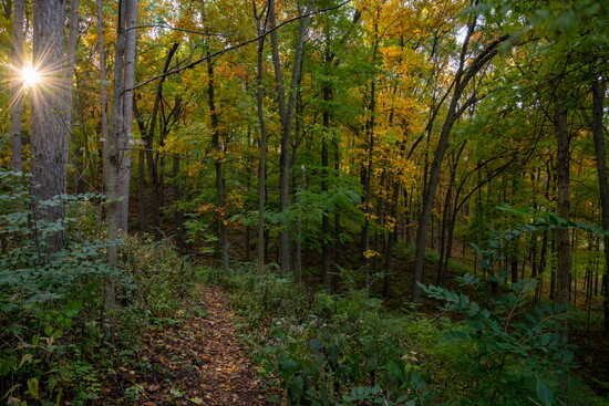 Nichols Arboretum, photo by John Metzler.