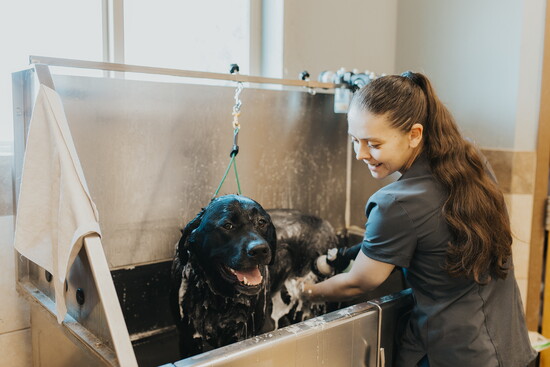 Jessie, a black lab, enjoys a bath given by professional groomer, Kaitlyn.