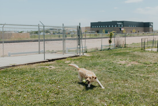 Boarder Molly, a yellow lab mix, stretches her legs and plays a little fetch in the play yard.