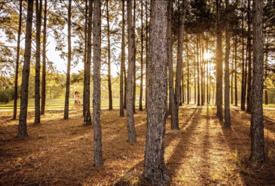 Each residential village in The Township will have a 100-gallon tree planted during the celebration.