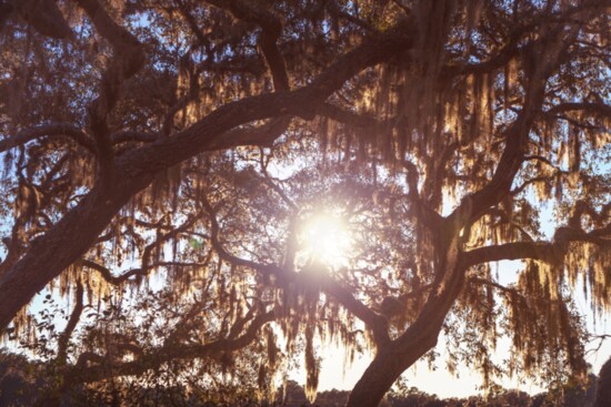 Acient Oaks of Tomoka State Park