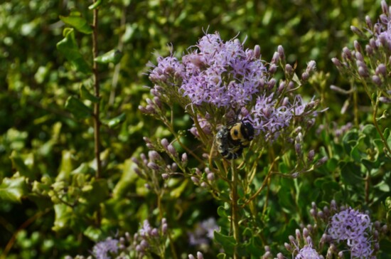 Wild Bee on Purple Lyonia Flower at Lyonia Preserve 