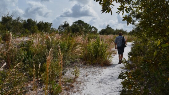 The soft crunch of sand underfoot at Lyonia Preserve
