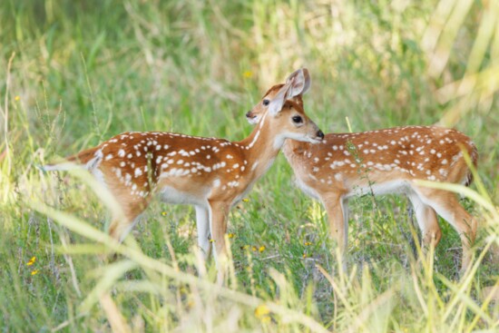 Fawn season is usually late spring early summer