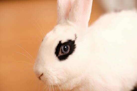Miss Cotton Tail