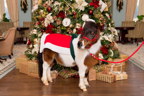 Resident miniature horse, Cupcake, dressed for the holidays!