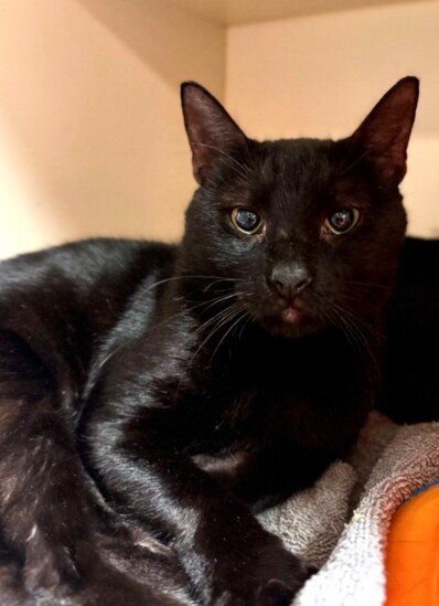 Bojack is a striking 2-year-old black cat. Visit Pasco County Animal Services to adopt Bojack or another deserving cat.