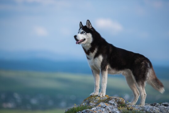 Siberian Huskies: The Energetic Family Companion