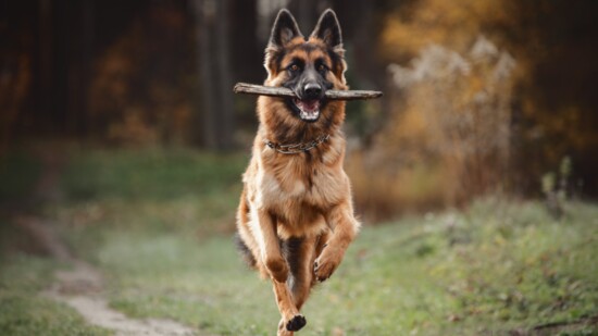 German Shepherds: The Loyal Family Guardian