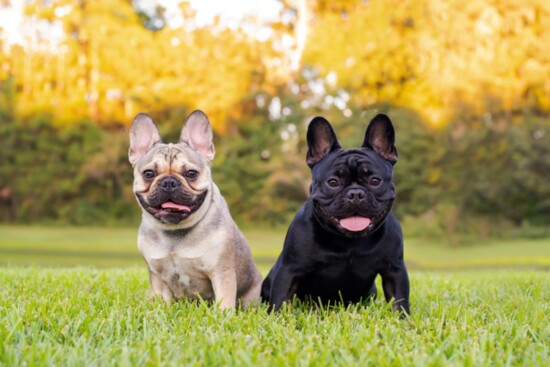 French Bulldogs: The Lovable Family Companion