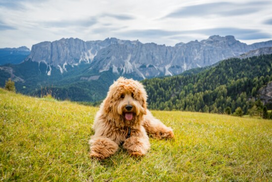Golden Doodles: The Perfect Family Companion